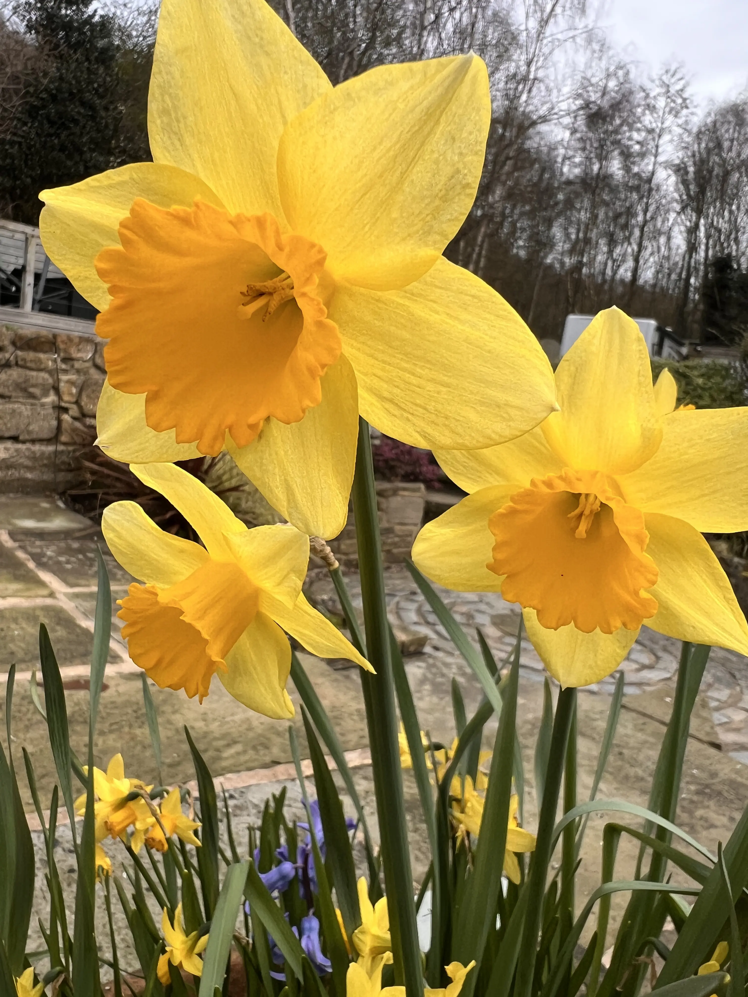 Beautiful English garden with colourful planting maintained by North Leeds Garden Services